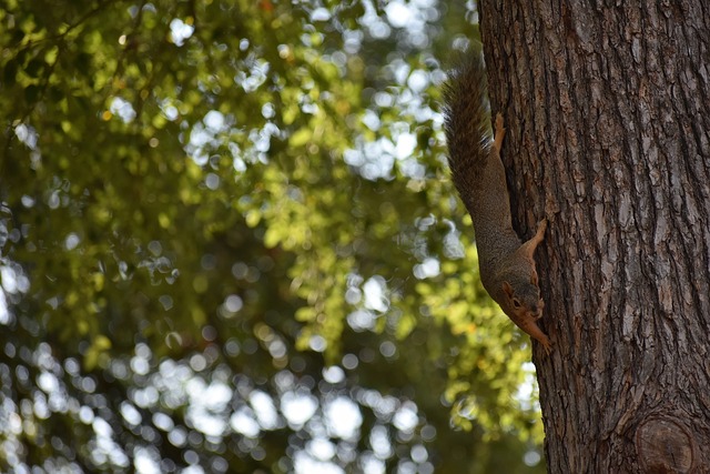 萊里的手段 萊里的手段